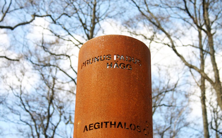 Flora and fauna in Corten tube